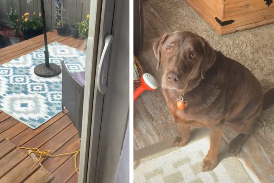 Als Frau die Verandatür öffnet, hat ihr Labrador nur ein Ziel