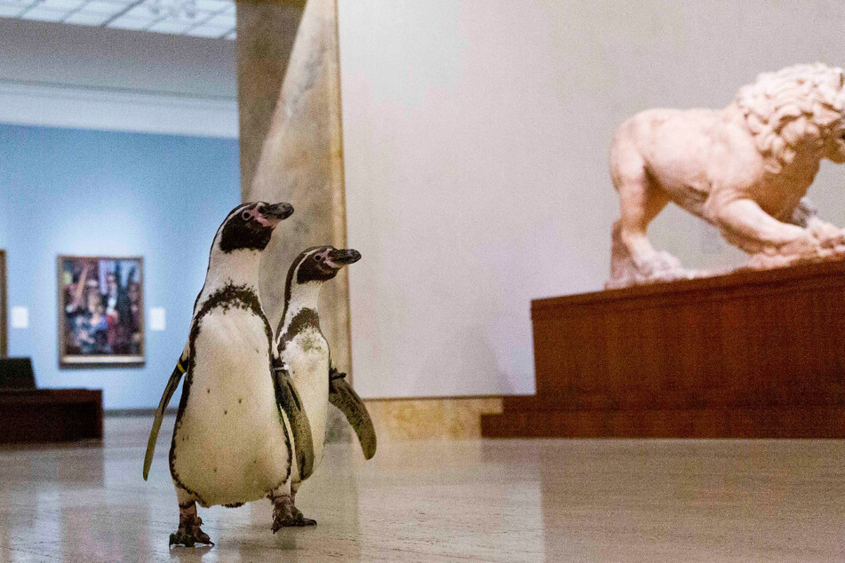 Offenbar haben die Pinguine Gefallen an barocker Kunst gefunden.