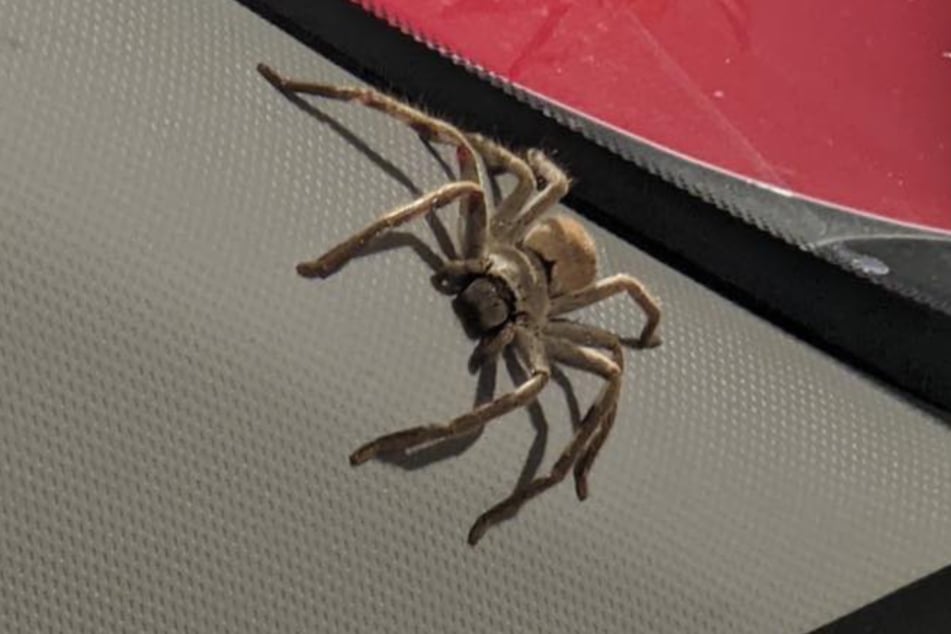 This huge hunting spider was sitting on the dashboard of Emma's car.