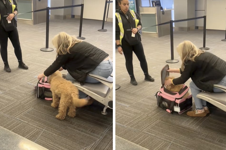 Eine Frau steckte ihren Hund für einen Flug in eine viel zu kleine Transportbox.