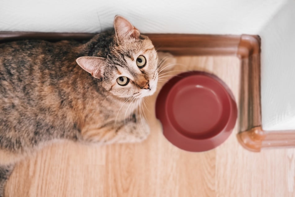 Routinierte Abläufe geben Katzen ein sicheres Gefühl.