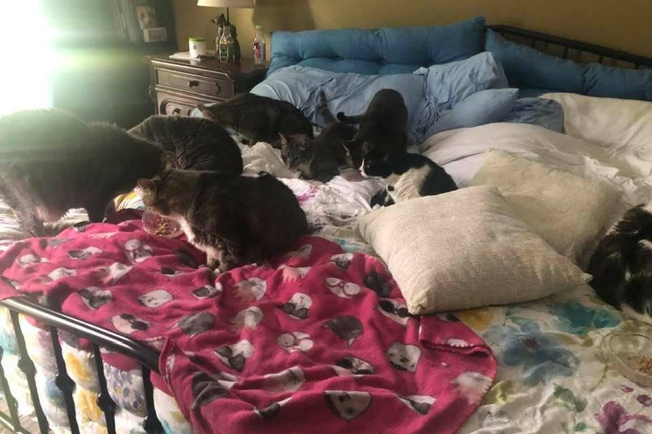 Die Katzen haben es sich im Bett gemütlich gemacht.