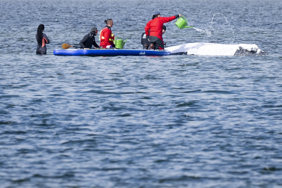 Buckelwal "Timmy" liegt weiter vor der Insel Poel: Heute soll gebaggert werden