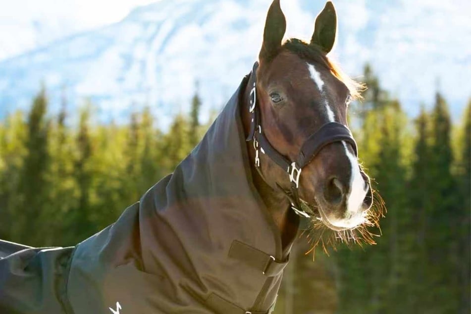 On Saturday, December 20, horse blankets are super cheap at Chewy