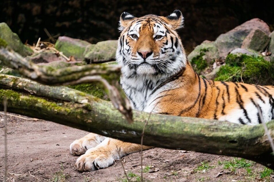 Tiger Manu durfte nach Landau umziehen.