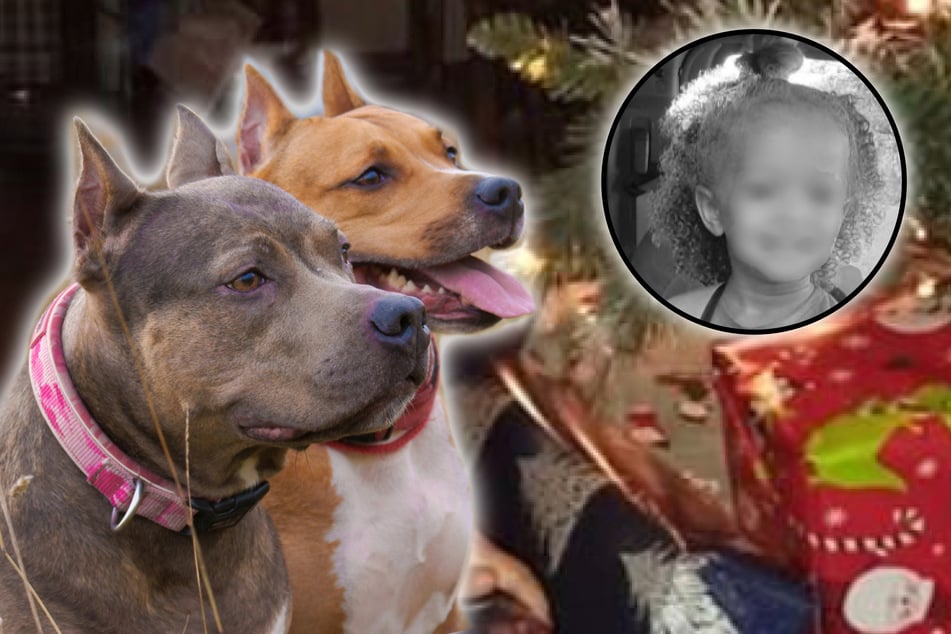 Kingsley Wright (†3) was brutally mauled by three pit bull terriers while she was spending the Christmas holidays with her father.