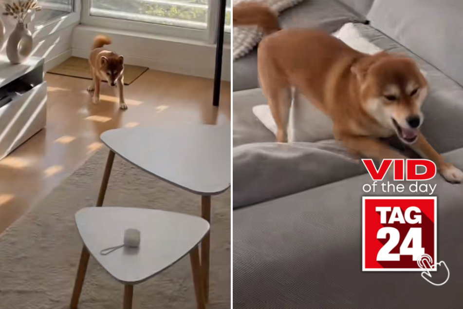 viral videos: Viral Video of the Day for April 21, 2023: Shiba Inu's hilarious greeting