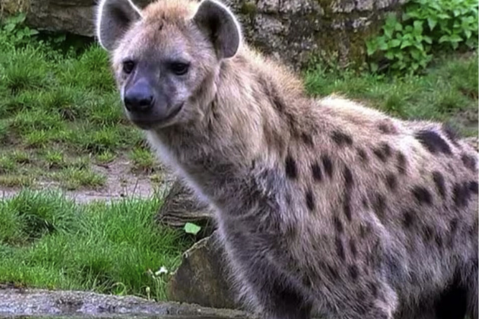 Hyänen sind sehr wissbegierig - und lernen sogar Tricks wie "Sitz".
