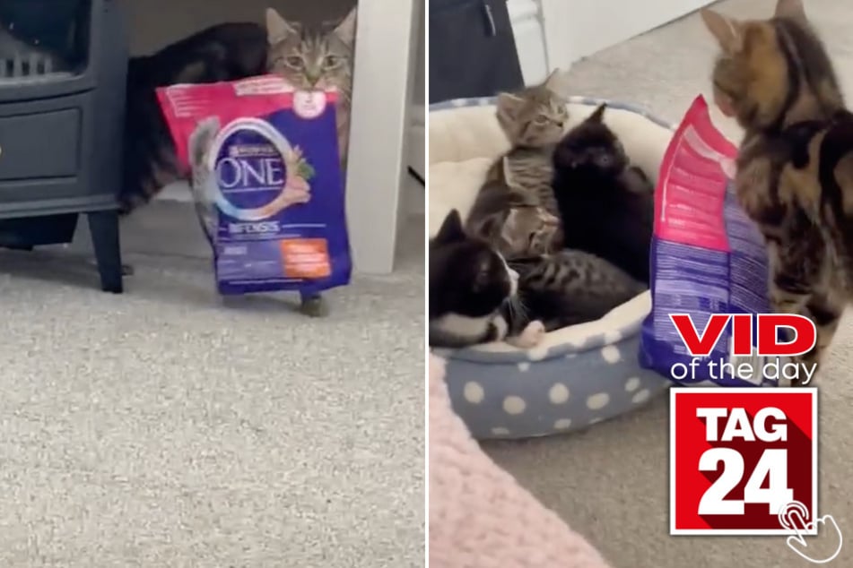 Today's Viral Video of the Day features a mama cat who snuck a bag of treats for her babies after she got tired of feeding them the old-fashioned way!