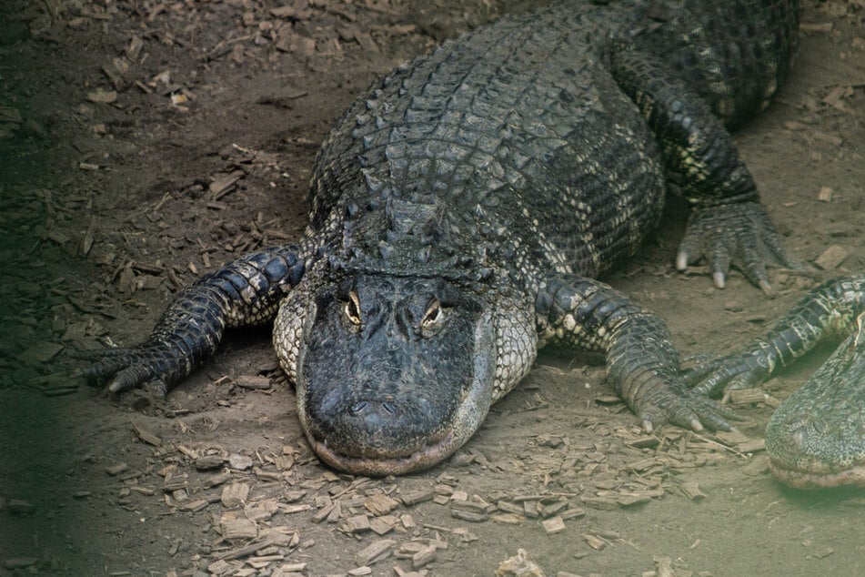 Die Krokodile zählen in dem britischen Zoo zu den absoluten Highlights.