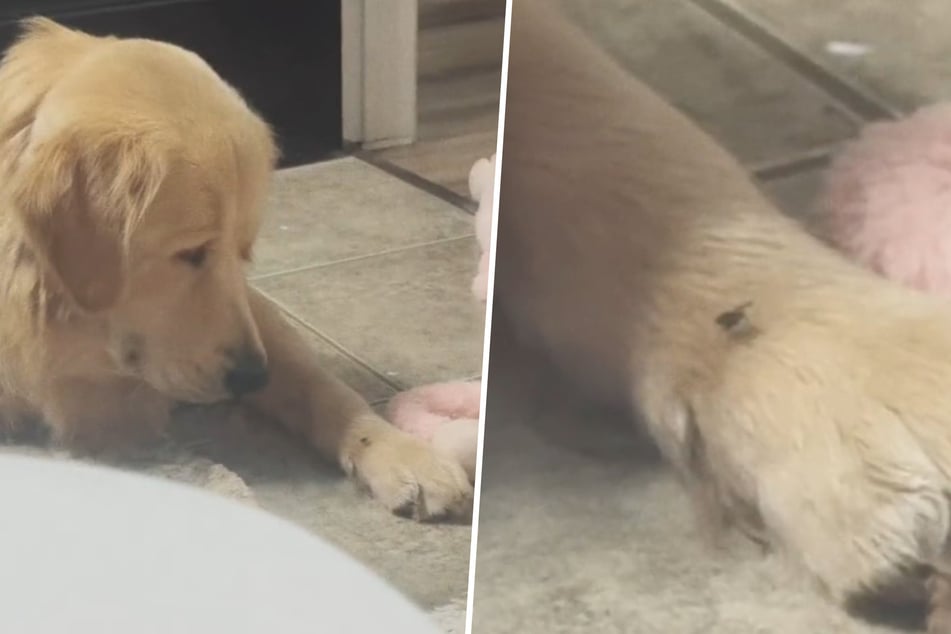 Golden retriever Buley notices the fly on his paw and looks at it curiously.