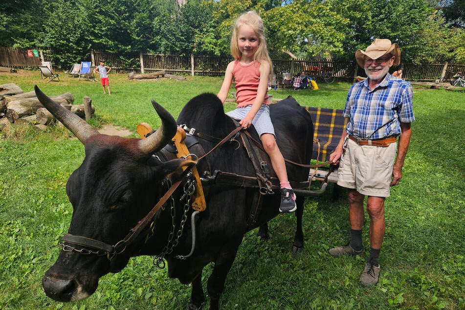 Eine Rundfahrt mit Zebu ist die Attraktion in der "Hofewiese". Hans Traupe lässt die kleine Frieda (5) auf Ochse Nils reiten.