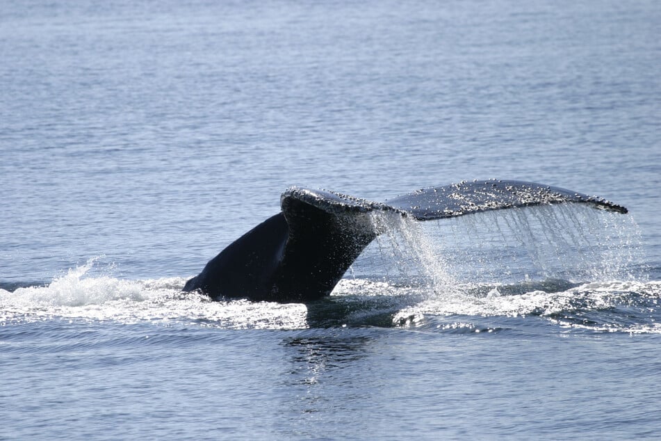 Warum weinen wir um einen Wal, während wir 23 Tiere pro Sekunde töten?