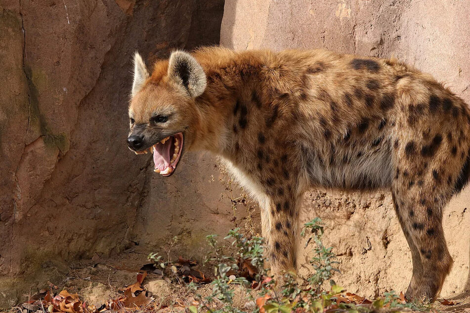 Zwischen Hyänenmann Toki und den beiden Weibchen Dara und Sahara fließt regelmäßig Blut. (Archivbild)