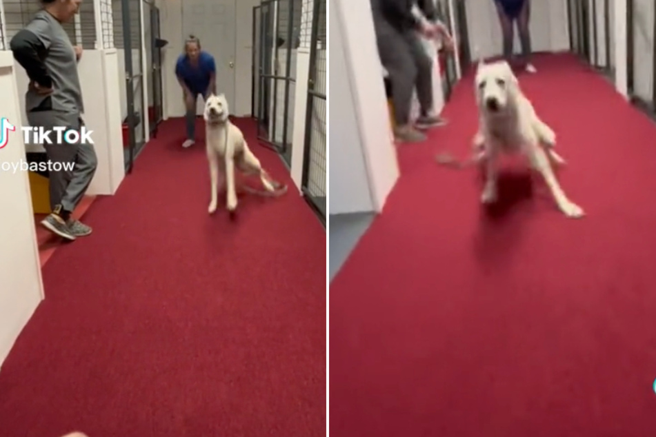 Rescue dog's reaction to getting adopted is melting hearts on TikTok