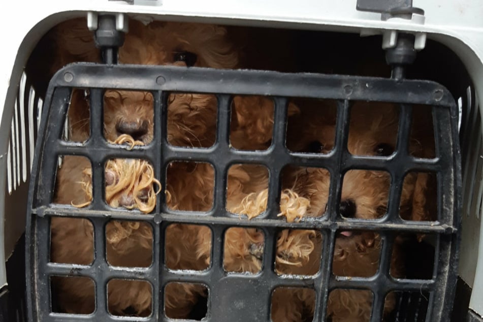 Die Tiere waren in einem schlechten gesundheitlichen Zustand und wurden sichergestellt.