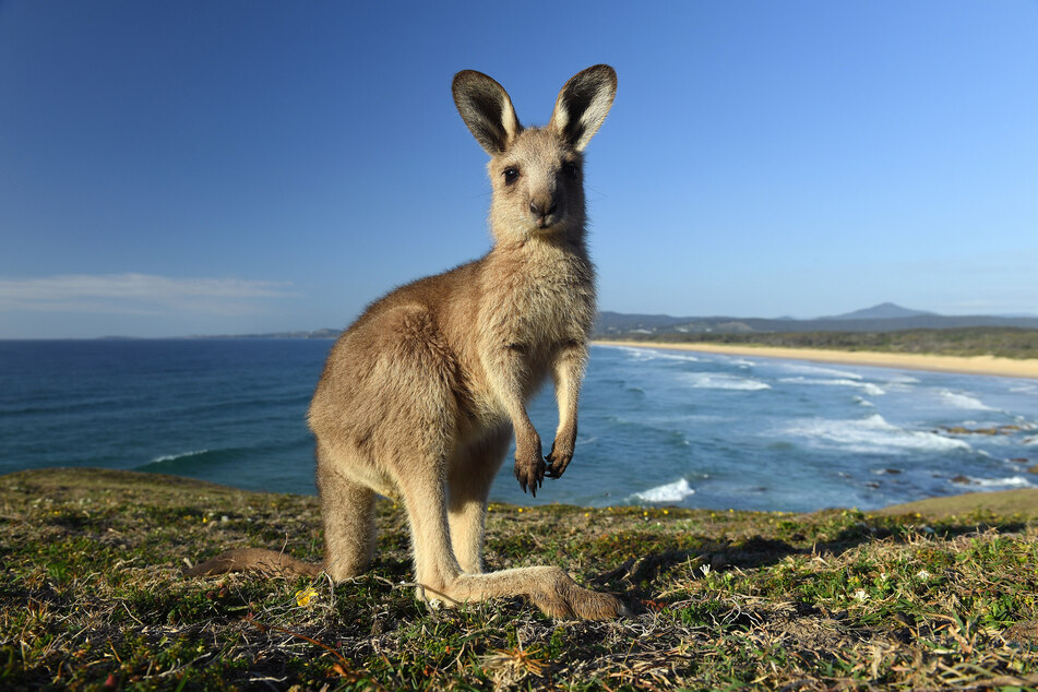 In Australien gibt es Lizenzen für das Töten von Kängurus. Aber die Tiere dürfen dabei nicht leiden.