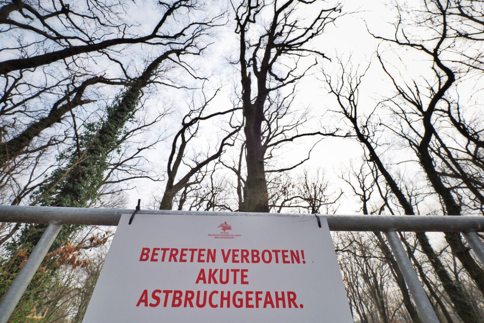 Eingetrocknete Kronen, abgestorbene Bäume: Der Klimawandel bringt auch viele Wälder und Parkanlagen in Bedrängnis.