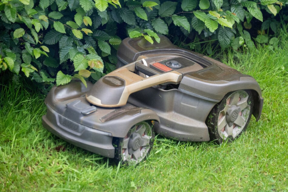 Die meisten Mähroboter erkennen Igel zu spät. (Symbolbild)