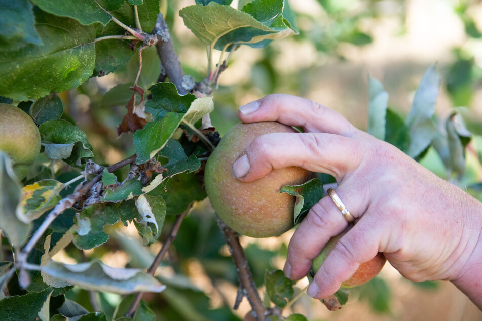 Die hessischen Apfelwein-Keltereien konnten auch in diesem Sommer genug Ernte einfahren, um das sogenannte "Stöffche" herzustellen.