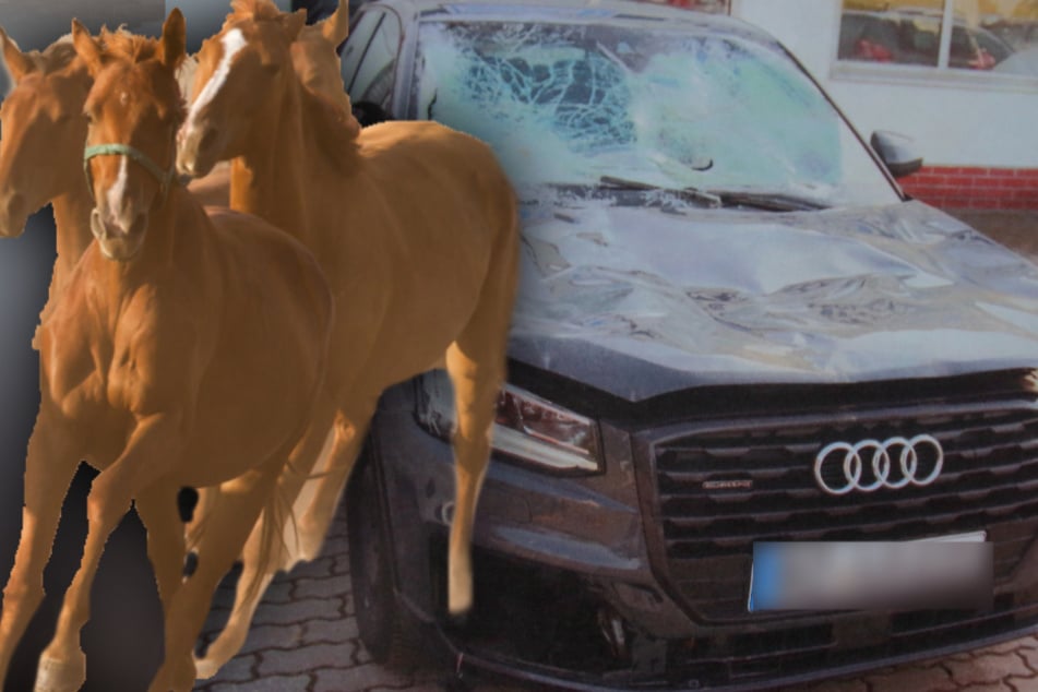 Pferdeherde überrennt neuen Audi: Zoff um 20.000 Euro Schaden
