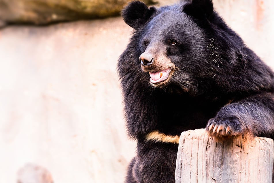 Frau im eigenen Haus von Schwarzbär totgebissen!