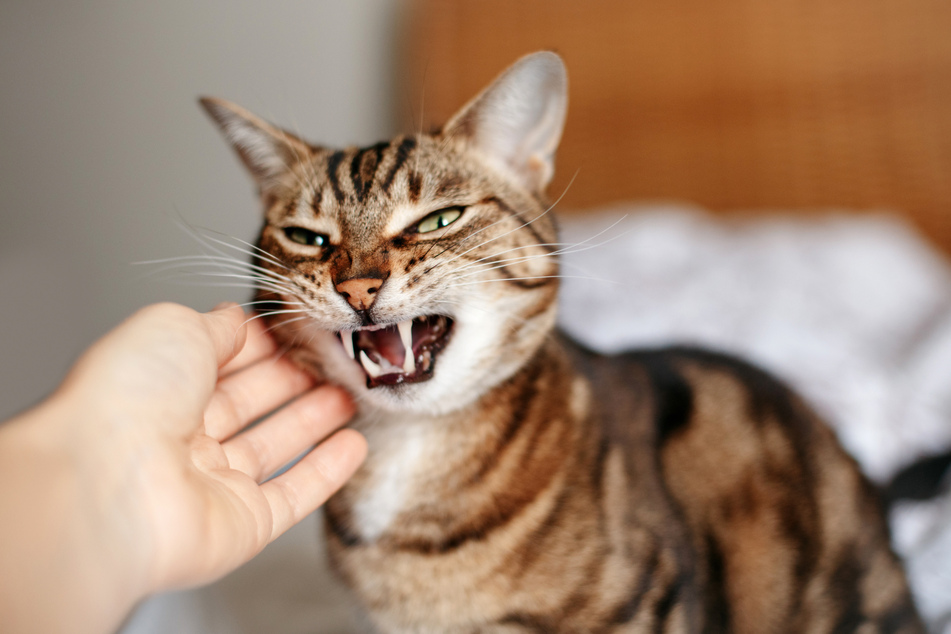 Streichelt man Katzen gegen den Strich, reagieren sie meist nicht erfreut.