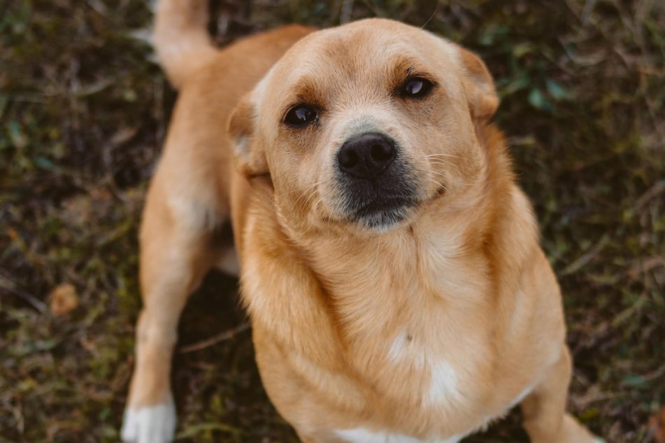 Mit der richtigen Motivation bleibt Dein Hund aufmerksam.