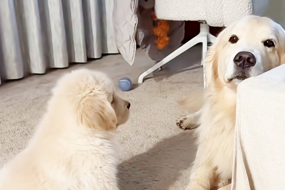 Golden Retriever Maui (r.) war anfangs alles andere als begeistert von Welpe Hugo.
