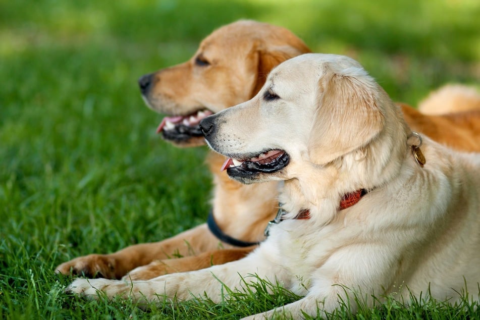 20 seltene Hundenamen für Rüden und Weibchen