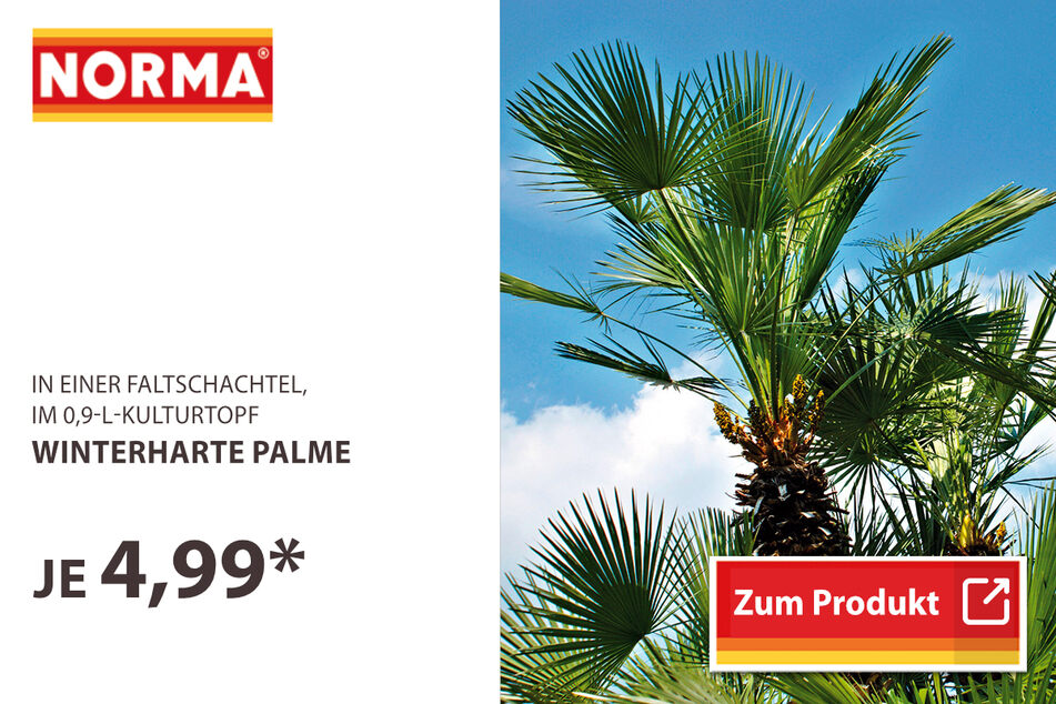 Winterharte Palmen