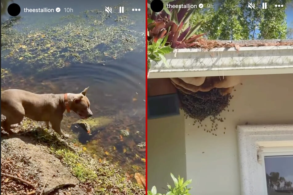 Meg's dog showed her parts of the backyard she didn't even know about, as well as a  huge beehive.