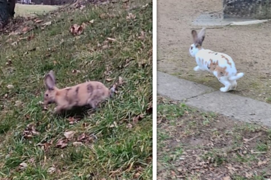 V minulém týdnu se v Dresden‑Räcknitzí po Bismarckově sloupu potulovaly dva králíci a zjevně hledaly potravu.