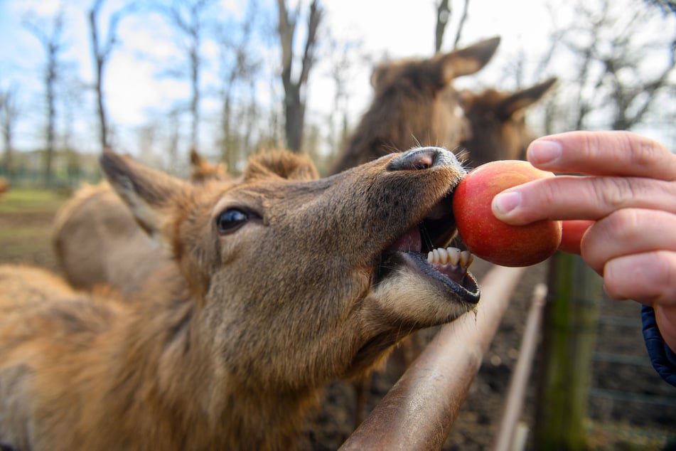 Ursprünglich waren 350 Tiere in dem Wildpark untergebracht.