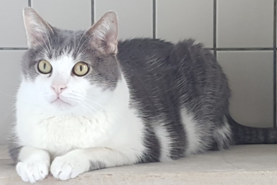 Samy sucht Zuhause für immer.