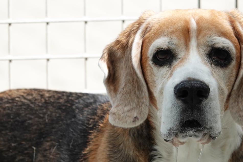 Hund muss nach 13 Jahren ins Tierheim: Als die Mitarbeiter seinen Bluttest sehen, rutscht ihnen das Herz in die Hose