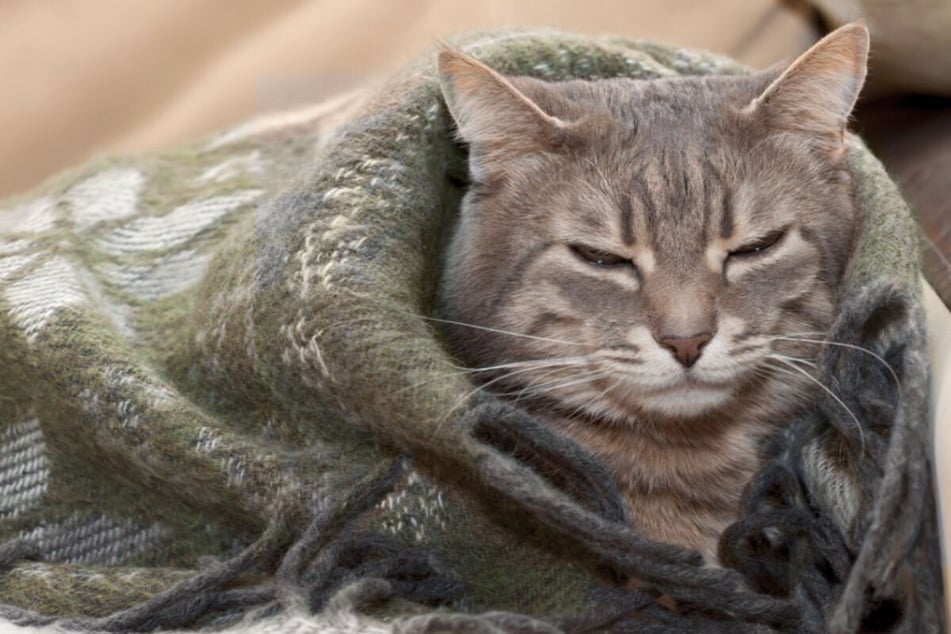 Augen und Nase möglichst freigehalten, einen warmen Schlafplatz anbieten – es gibt eine Menge, was Du für Deine Katze tun kannst.