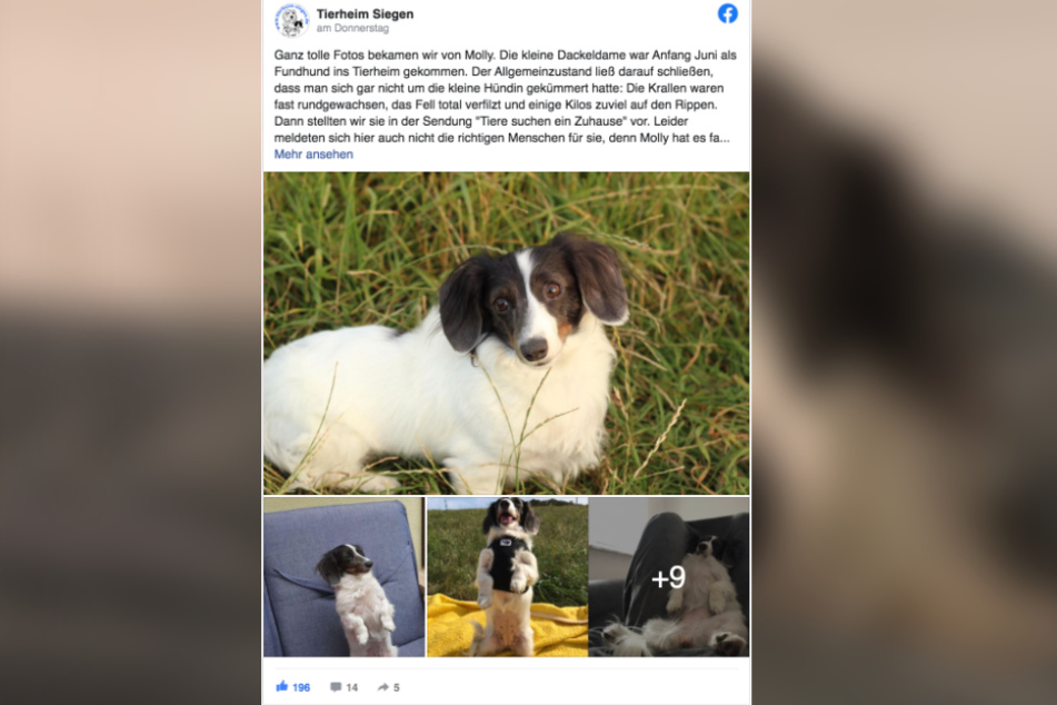 In einem Facebook-Post verkündete das Tierheim die schöne News.