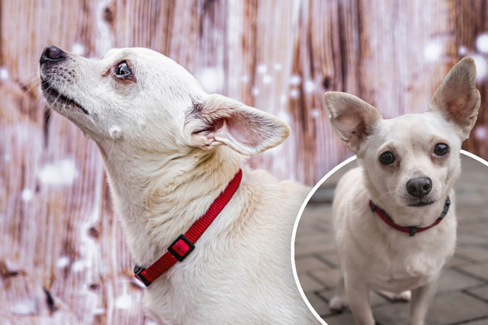 Chihuahua-Mix Füri hofft auf verständnisvolle Menschen.