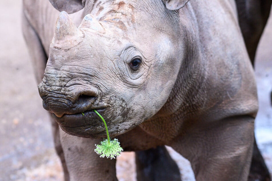 Der Zoo lädt zu einem Weinlounge-Abend mit Nashorn ein.