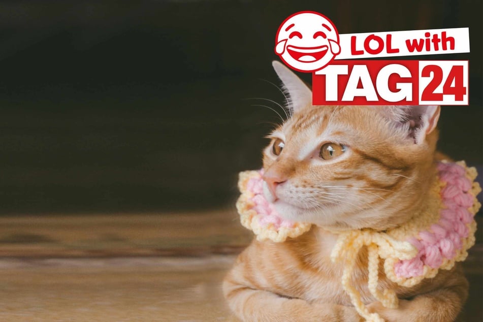 Joke of the Day for October 4, 2025: A cat joke for Caturday!