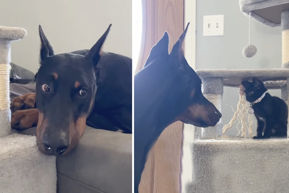 Dangerous-looking Doberman's reaction to a kitten is too cute!