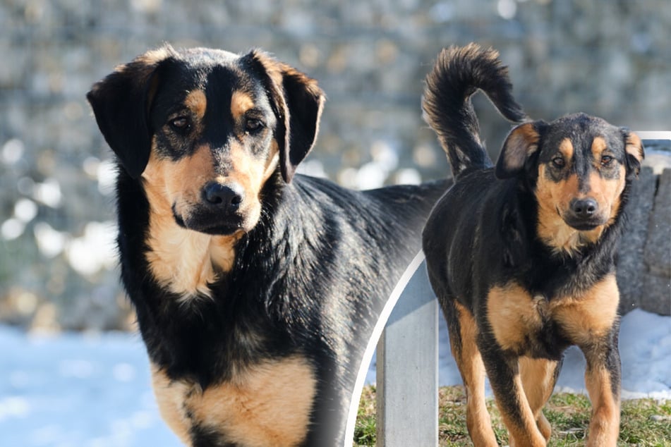 Hündin Bella sucht Halter, die mit ihr gemeinsam den Alltag meistern.