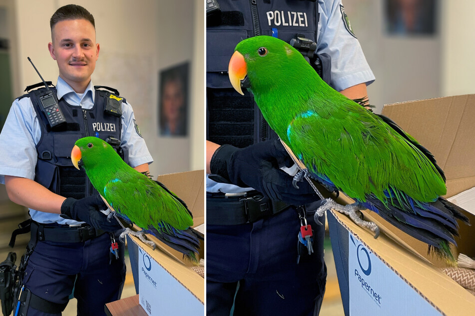 Der Papagei durfte die Polizeiwache besichtigen, bevor er seinem Besitzer zurückgegeben wurde.
