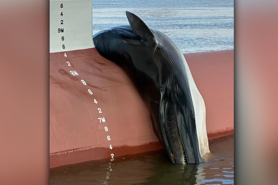Wie der Kadaver des Wals auf den Frachter gelangte, muss jetzt noch geklärt werden.