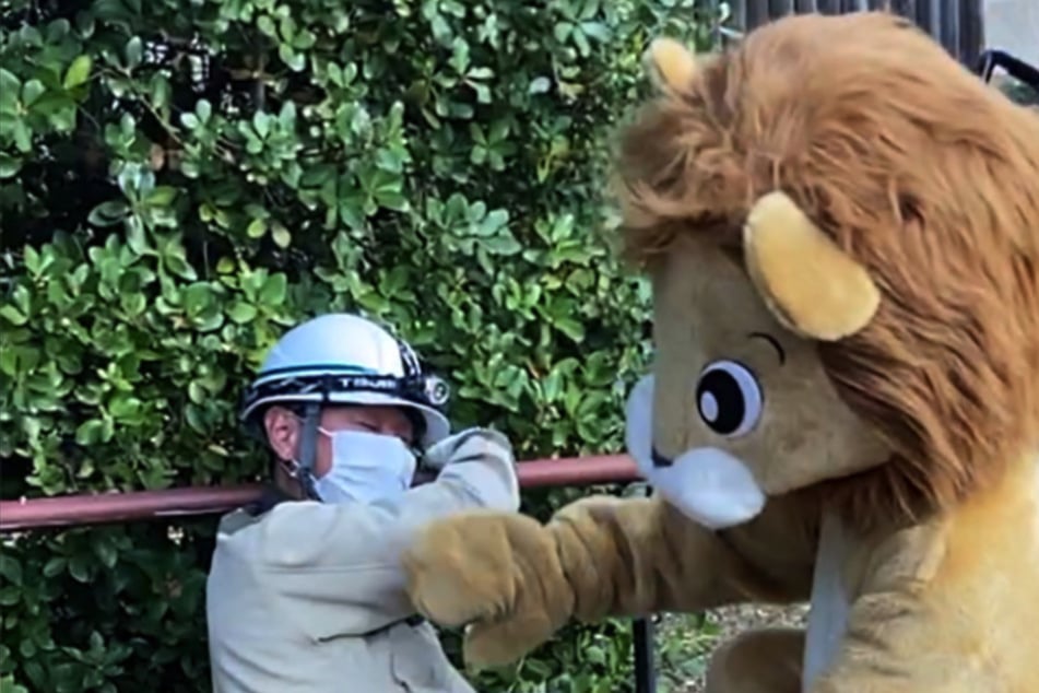 Völlig ernst gemeint: Dieser Zoo probt im Löwenkostüm den Ernstfall