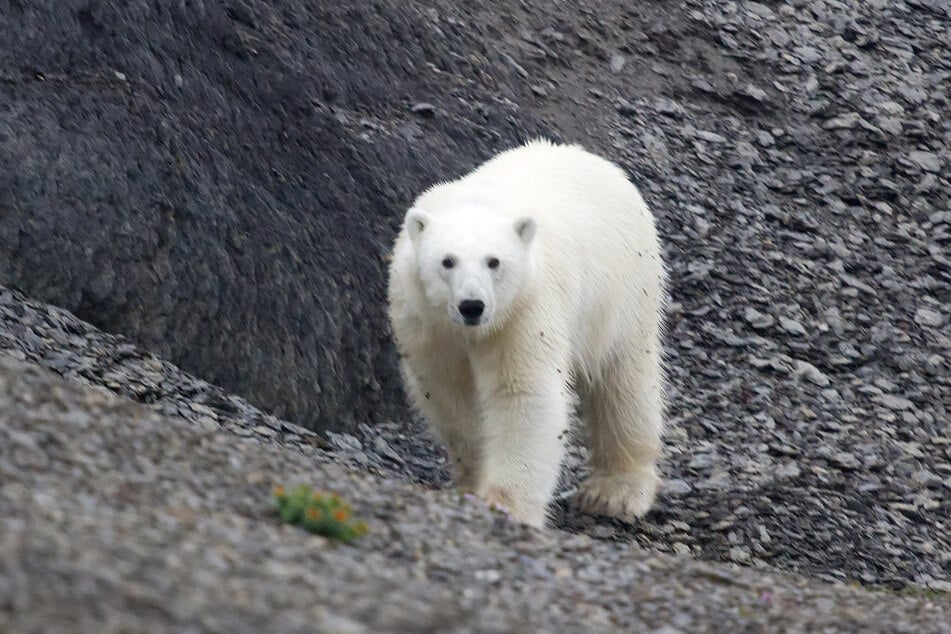 Eisbären gehören mit einer Größe von bis zu vier Metern zu den größten Bären der Welt.