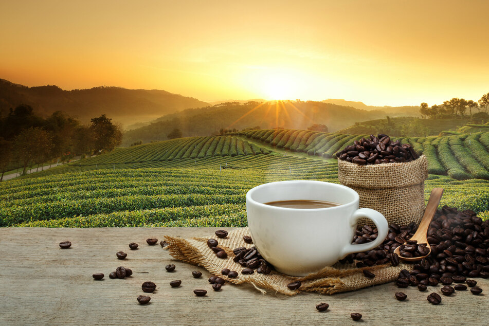 Your morning brew can reduce risk of disease, leading to a longer life span.