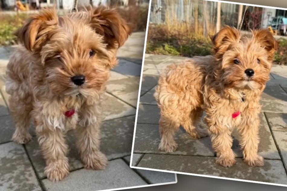 Putziger Welpe sucht neues Zuhause: Kalle braucht viel Liebe und Zuwendung