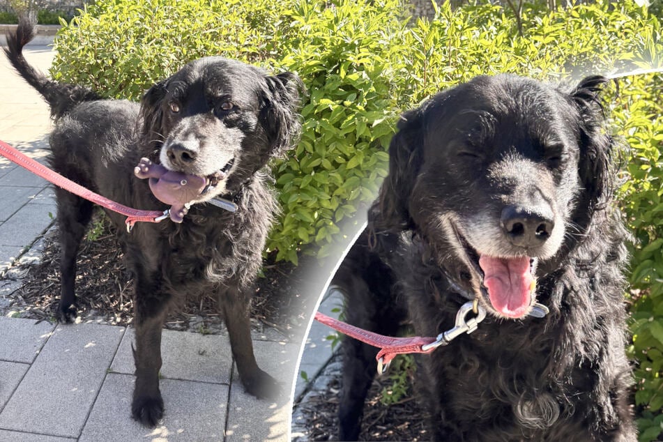 Hund Paul sucht ein ruhiges Zuhause, in dem er seinen Lebensabend entspannt verbringen darf.